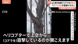 空から750匹のコアラ殺処分 大規模な森林火災の影響で多くが食料など得られず「安楽死」させる措置 オーストラリア・ビクトリア州|TBS NEWS DIG