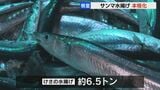 サンマ大型船が初水揚げ…「去年より小さいが期待できる」漁業者ひと安心 根室・花咲港　　|　北海道のニュース｜HBC北海道放送
