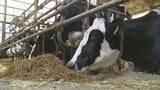 コメ農家が飼料生産「耕畜連携」輸入エサの高騰に悩む畜産農家が注目|TBS NEWS DIG