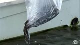 1600尾のウナギの幼魚放流 レッドリスト指定の「ニホンウナギ」 青森県東北町の小川原湖はかつて漁獲量90トンの“北限の漁場” 近年は1トンほどに… 資源保護と漁獲量回復に向けて | 青森のニュース│ATV NEWS│青森テレビ