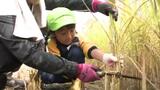 幼稚園児が稲刈りに挑戦!! 自分たちで植えた稲を鎌で力いっぱい収穫|TBS NEWS DIG