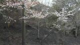 岡山県南部の山林火災「真っ黒に焼けた樹にサクラ咲く」鎮圧から5日目 鎮火に向けた作業続く|TBS NEWS DIG