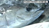 きょうから『かつお祭』 高知県中土佐町で旬の初ガツオの競り盛ん | 高知のニュース・天気|KUTV NEWS | KUTVテレビ高知