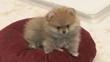 犬と猫に“マイクロチップ装着”義務化 15ケタの番号で“迷子”減らせる? 年間41万匹が対象に… | 名古屋・愛知・岐阜・三重のニュース【CBC news】 | CBC web