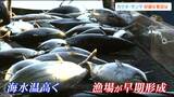 「戻りカツオが豊漁」水揚げ2万7140トンで去年1年間を上回る 好調の要因は『海水温の高さ』宮城・気仙沼港|TBS NEWS DIG