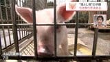 えびの警察署で保護　"落とし物"の子豚　引き取り手が決まる　|TBS NEWS DIG