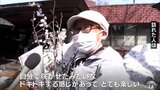 家庭で咲かせる日本一のサクラの枝配布 せん定枝求め1000件以上の応募 青森・弘前市|TBS NEWS DIG