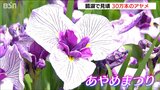 「孫と思い出づくりに…」紫や白…色とりどりのアヤメ30万本が初夏を彩る“瓢湖あやめまつり”　新潟・阿賀野市|TBS NEWS DIG