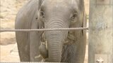 福岡市動物園でアジアゾウの初ガイド メスのゾウ「わかば」は5か月で200キロ体重増 | 福岡のニュース|RKB NEWS|RKB毎日放送