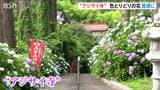 佐渡の名刹「蓮華峰寺」17種7000株のアジサイ見ごろに 「心が洗われるよう…」|TBS NEWS DIG