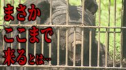 【クマ】「まさかここまで来るとは」家庭菜園にもクマが… 相次ぐ『クマの食害』身近な場所へと迫るクマ 住民の間に広がる不安 “アップルベア”この先も警戒が必要と研究家 | 青森のニュース│ATV NEWS│青森テレビ