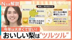ことしの梨は1.5倍？大きくて甘い！ 大玉の方が甘くなりがち？ おいしい梨の見分け方＆切り方【Nスタ解説】| TBS CROSS DIG with Bloomberg