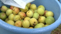 【初夏の風物詩】梅ちぎり　1キロ500円で販売されるとあって毎年人気　梅酒や梅干しづくりに【岡山】　|　岡山・香川のニュース | 天気 | RSK山陽放送