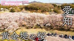 黄金堤の桜 愛知県西尾市【JNN sakuraドローンDIG】|TBS NEWS DIG