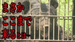 【クマ】「まさかここまで来るとは」家庭菜園にもクマが…　相次ぐ『クマの食害』身近な場所へと迫るクマ　住民の間に広がる不安　“アップルベア”この先も警戒が必要と研究家|TBS NEWS DIG