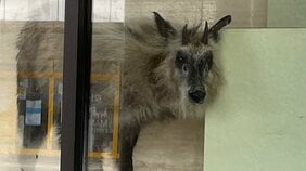 なぜ？　市街地・駅前の銀行にニホンカモシカ!?　 店内に居座るも特別天然記念物で動かせず……　新潟・柏崎市|TBS NEWS DIG