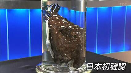 激レア】ミツクリエナガチョウチンアンコウ♀ ホルマリン標本
