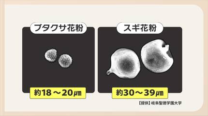 鼻水・咳・・・・もしかしたら風邪ではなく”花粉症”かも！？秋も花粉症
