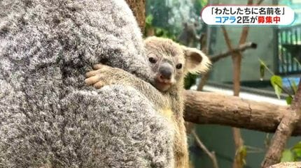 赤ちゃんコアラの名付けのコツは？「わたしたちに名前をつけて」平川