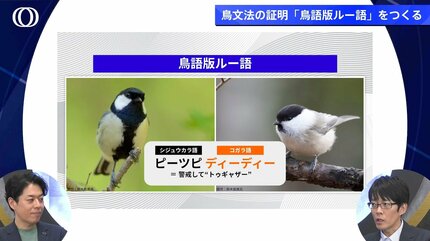 鳥にも言葉があった！「ジャージャー」は“ヘビ” 動物言語学の幕開け