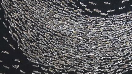 絵画『鱗』 銀鱗落ち葉しぐれ (Ginrin ochiba shigure) ~ Koi Collection