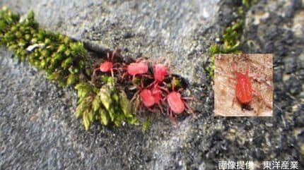 コンクリートにわらわら】赤い小さなダニ よく見ると成長につれて足が