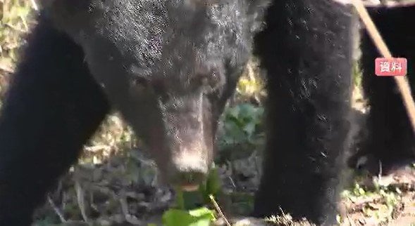 ひとりで散歩中に…40代女性が「クマ」に頭と腕をひっかかれ「けが」長野・大町市の河川敷…北アルプス地域に「ツキノワグマ出没警報」　|　SBC NEWS | 長野のニュース | SBC信越放送