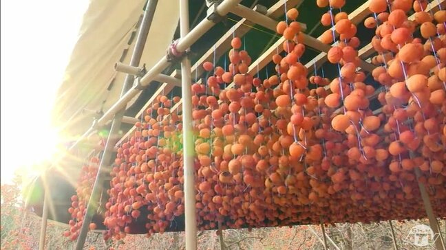 冬の冷たい風で甘くしっとりと　青森県南部町特産の「干し柿づくり」が最盛期　18万個ほど出荷予定　「夏の天候も心配されたけれども、すごくいい出来」|TBS NEWS DIG