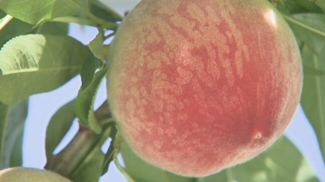 山梨県が桃ソムリエ制度を創設　県産の桃の魅力と制度の認知度を広げる考え|TBS NEWS DIG