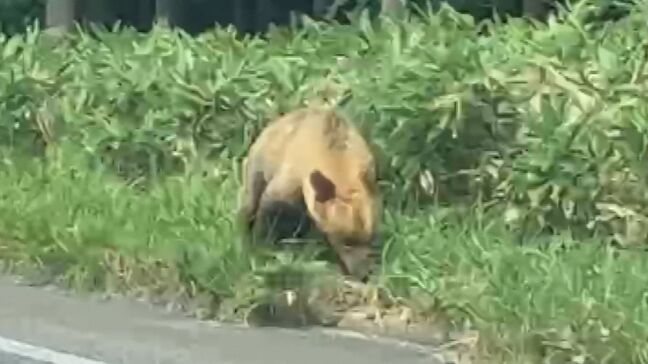 今年度のクマによる被害の死者数「6人」 過去最多の2023年度に並ぶ 「クマのエサとなるどんぐりが東北地方などで不作予報」 環境省が注意呼びかけ|TBS NEWS DIG