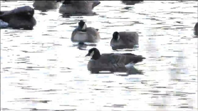 愛称は「ほっか」この渡り鳥、あなたは知っている?群れをかつての越冬地・仙台に戻すため半世紀 男性の思いとは|TBS NEWS DIG