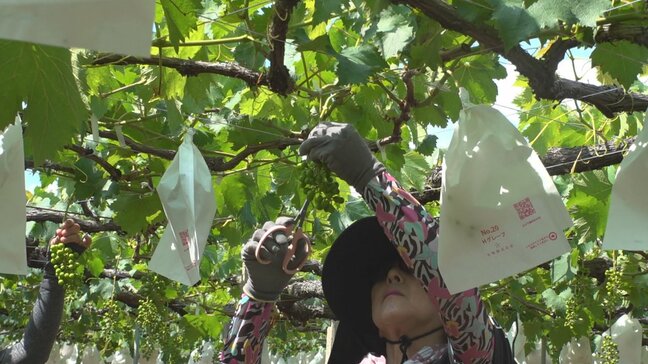 ６月の熱中症すでに去年の1.4倍　勝沼で34.7度、甲府で34度　真夏並みの暑さに　山梨|TBS NEWS DIG