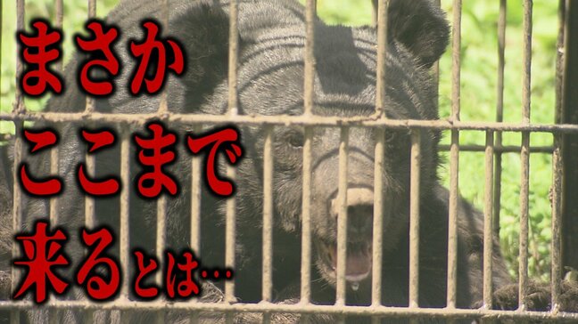 【クマ】「まさかここまで来るとは」家庭菜園にもクマが…　相次ぐ『クマの食害』身近な場所へと迫るクマ　住民の間に広がる不安　“アップルベア”この先も警戒が必要と研究家|TBS NEWS DIG