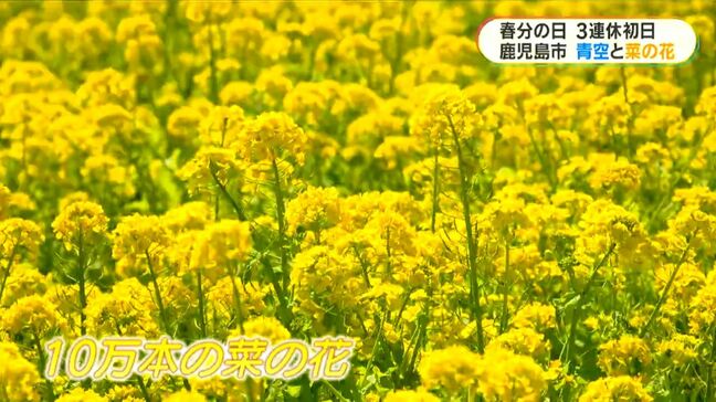 「天気もよくいい休日」3連休初日 都市農業センターで菜の花が見ごろ|TBS NEWS DIG