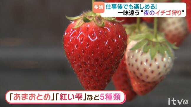 仕事終わりにも立ち寄れる 「夜のイチゴ狩り」人気【愛媛】|TBS NEWS DIG