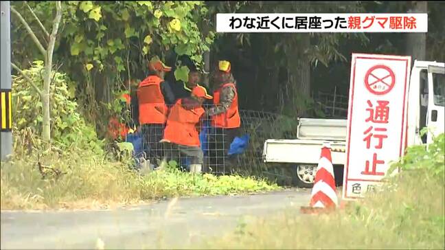 わなにかかった“子グマ”のそばに親グマ 民家近くに居座り猟友会が駆除 子グマも駆除 宮城・色麻町|TBS NEWS DIG