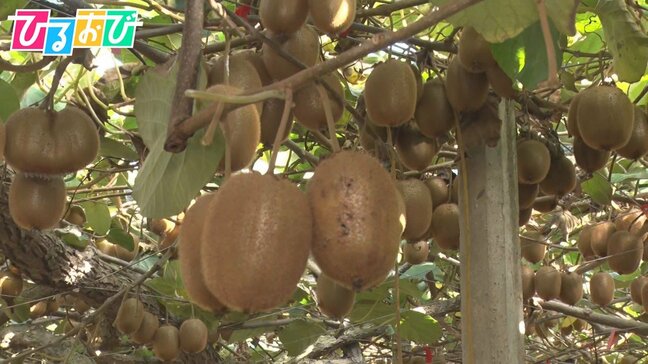 いまが旬！栄養の宝庫“キウイ”美味しさを最大限に引き出す「追熟方法」とは？【ひるおび】|TBS NEWS DIG