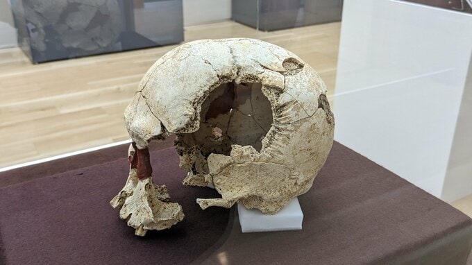 集団と集団が武器を持って戦いはじめたのはいつか？発掘調査で出土した資料から考える企画展　岩手・一戸町|TBS NEWS DIG