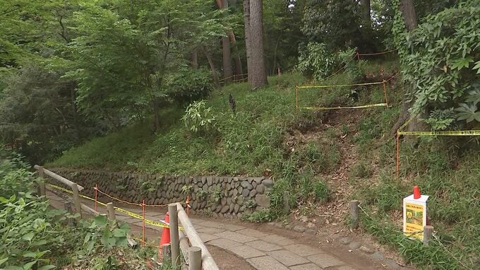 東京・杉並区「善福寺公園」で高さ30ｍのクヌギが倒木　去年5月の点検で“異常な音がする”として経過観察中　けが人なし|TBS NEWS DIG