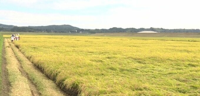 岩手県内稲刈りの進捗率は前年並み69％　10月上旬には刈り取りほぼ終了の見込み|TBS NEWS DIG