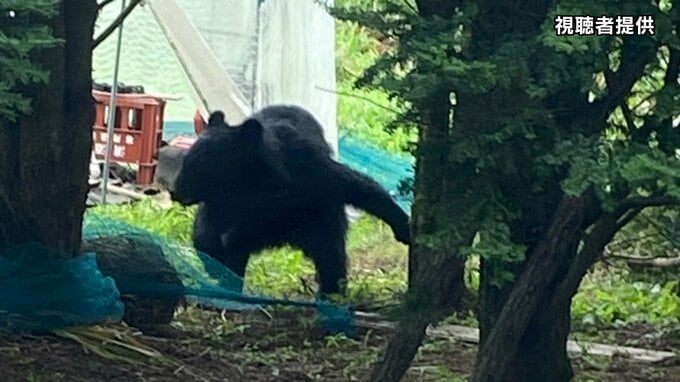 【速報】民家敷地の木の陰にクマ　猟友会などが捕獲　体長およそ1ｍ　山梨　|　山梨のニュース | ＵＴＹテレビ山梨
