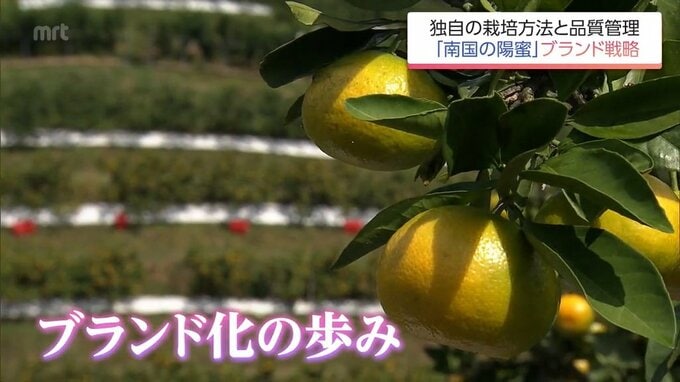 値段は5割高くても「足りないくらい売れている」全国から注文が相次ぐブランドみかん「南国の陽蜜」人気の理由|TBS NEWS DIG