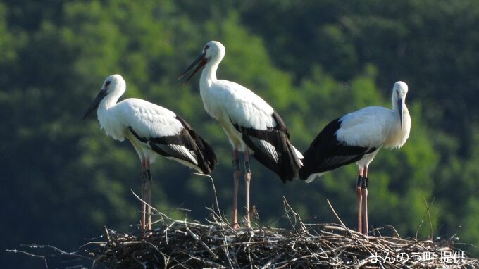 4月にまんのう町で生まれたコウノトリ3羽の愛称決定「かりん」「こと」「みなみ」　町内の子どもたちが名付け親【香川】　|　岡山・香川のニュース | 天気 | RSK山陽放送