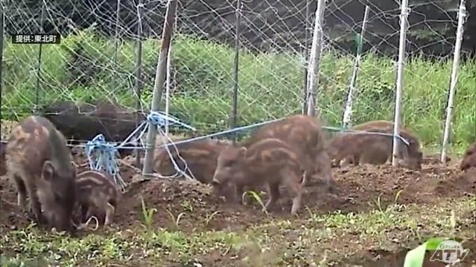 「今までの苦労も無駄になる…」ナガイモ畑に20頭以上のイノシシ　「種イモ」を食い荒らす…　被害額が100万以上にのぼるところも「めちゃくちゃダメージが大きい」　青森県東北町|TBS NEWS DIG