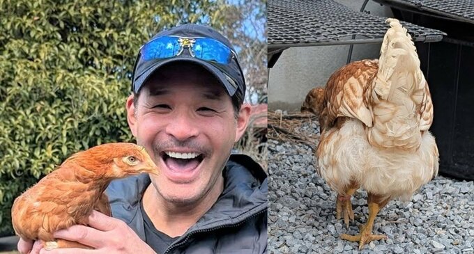 【照英】　ニワトリの「お尻の毛は、全身で一番フサフサで柔らかいんです！」「このお尻愛嬌あるんだよな〜」　【新しい家族】との日々を投稿|TBS NEWS DIG