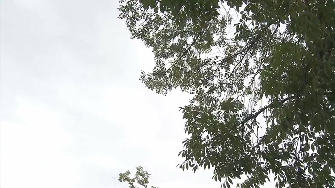 伊達市や福島市で猛暑日に　24日は暑さ和らぐ　福島|TBS NEWS DIG