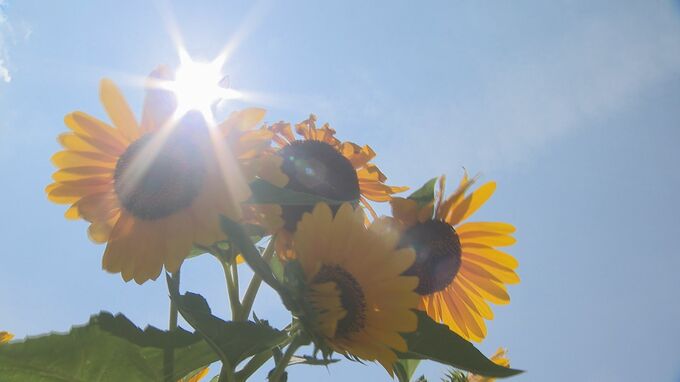 観測史上最高「39度」はソフトクリームがあっという間に溶ける気温…統計開始以来の暑さ 石川・小松市　|　石川県のニュース｜MRO北陸放送