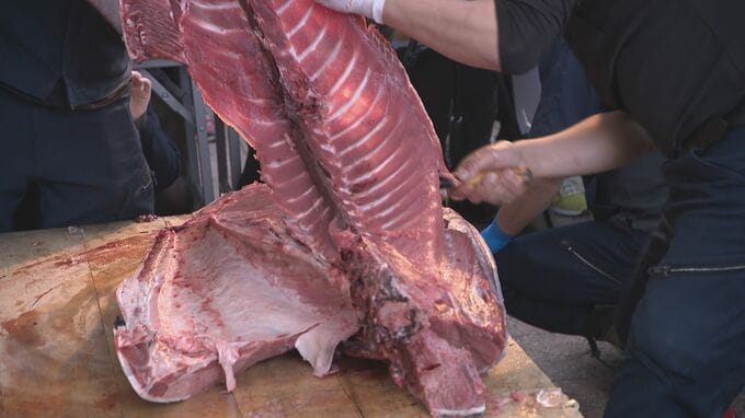 大トロや赤身が普段の半額で 大迫力のマグロ解体ショー 戻ってきた近江町市場まつり　|　石川県のニュース｜MRO北陸放送