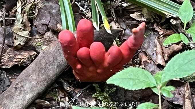 「絶対触らないで」猛毒キノコ “カエンタケ” 発生　触ると皮膚炎　食べると死に至るおそれ【岡山・真庭市】|TBS NEWS DIG