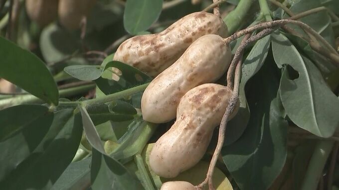落花生の収穫始まる　大分・豊後高田市　|　大分のニュース｜OBS NEWS｜大分放送